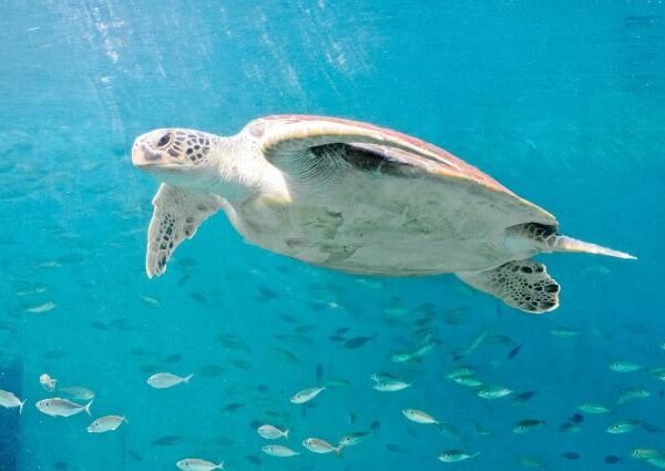 shutterstock_62889619[1] - Sea turtles 19 Oct 10 (1)