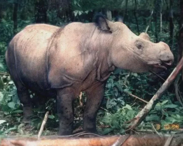 Bina-in-SRS-1998-Sumatran-Rhino-Insert-3