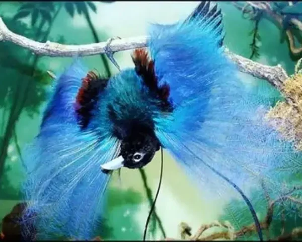 Bird-of-Paradise-3-Sina-S-Oslo1535999699_5aa329ae62-1