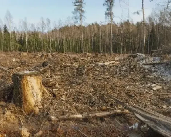Deforestation-Insert-1