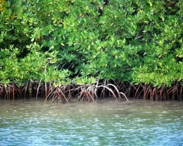 Nov-10-shutterstock_204951141-Mangroves-Close-Up-Reduced