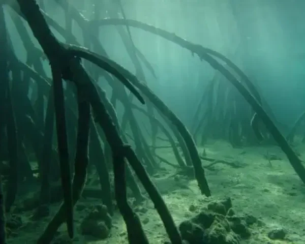 Nov-10-shutterstock_292691771-Mangroves-Underwater-Reduced