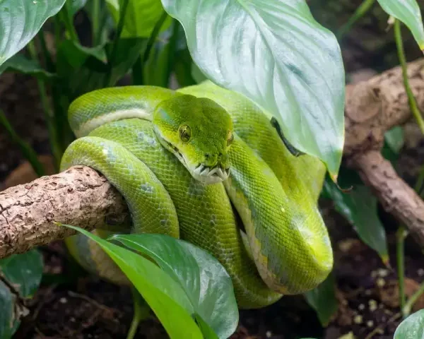shutterstock_117525851-Green-Tree-Python-19-Oct-10