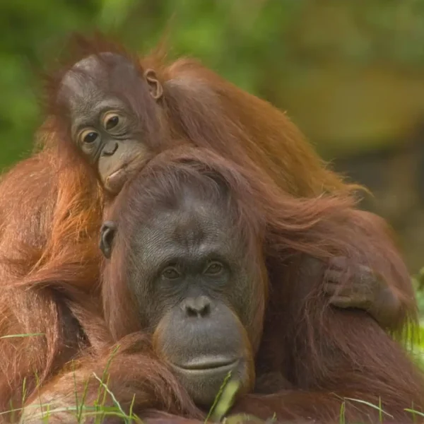 shutterstock_41732381-Orangutan-and-Baby-scaled