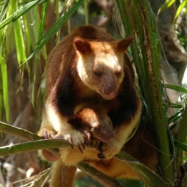 shutterstock_431011601-Tree-Kangaroo-19-Oct-10