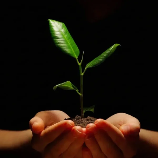 shutterstock_551141951-ReaforestationTree-Sapling-scaled