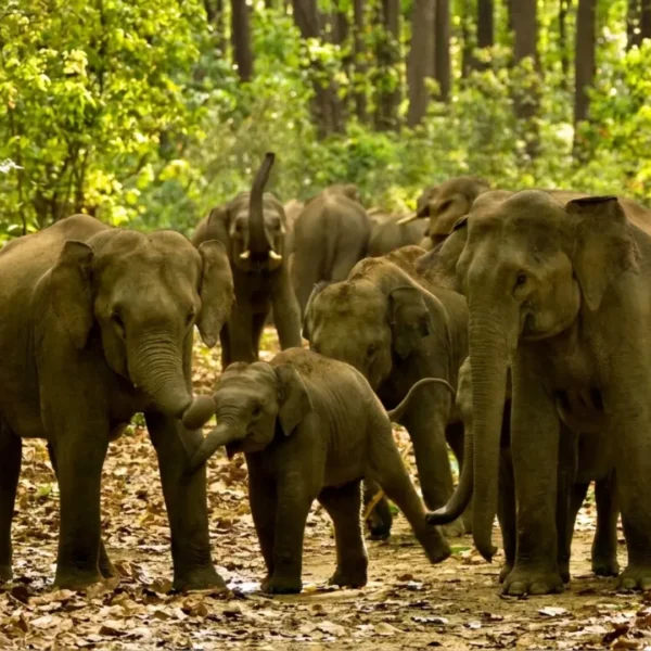 shutterstock_567710081-Asian-Elephants-1-scaled