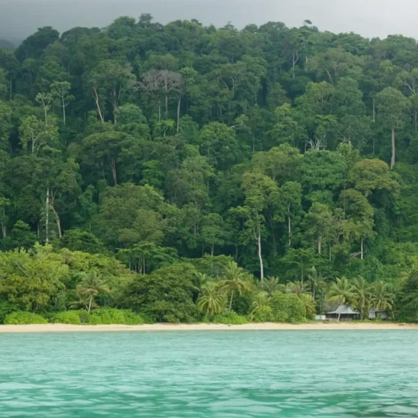 shutterstock_599844101-Tropical-Coastal-Jungle-scaled