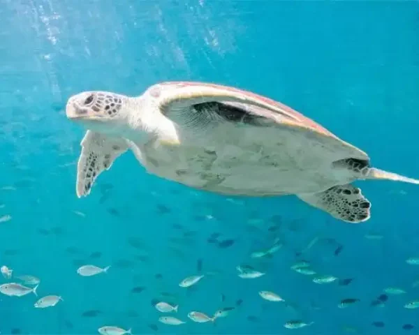 shutterstock_628896191-Sea-turtles-19-Oct-10-1